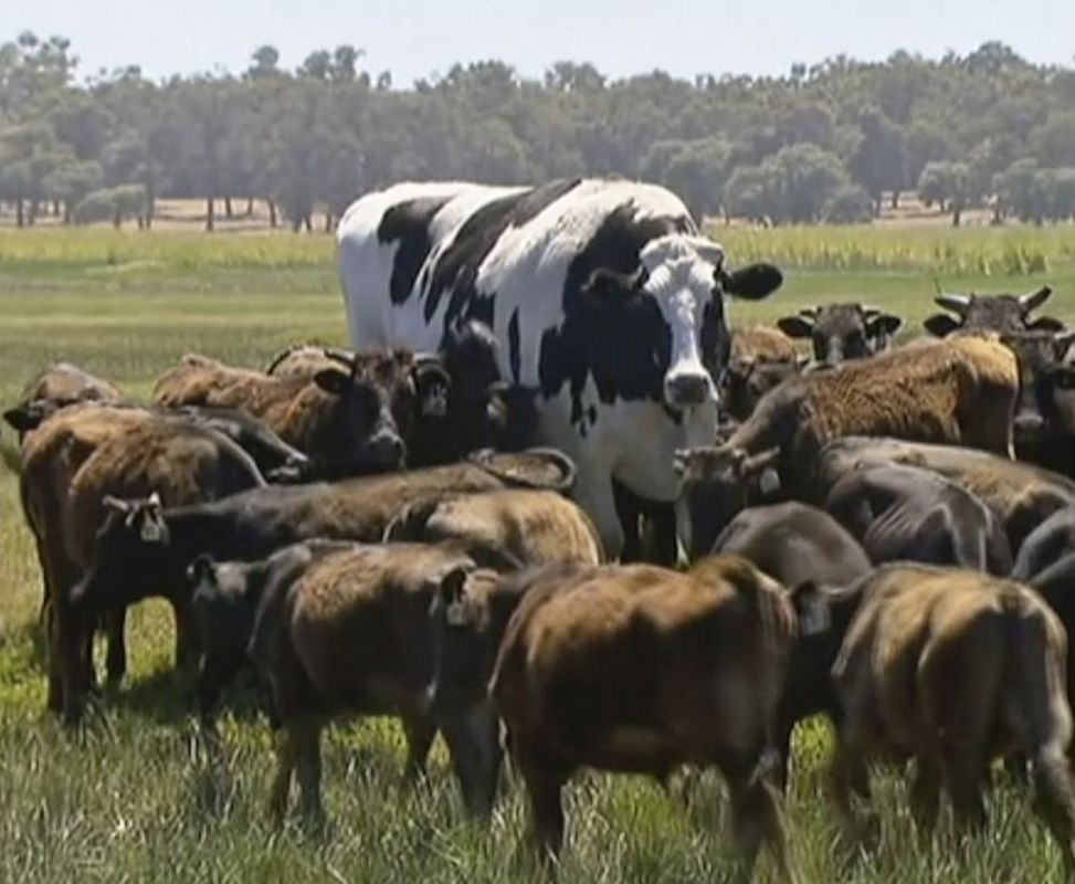 Un bou din Australia a devenit faimos datorita marimii sale