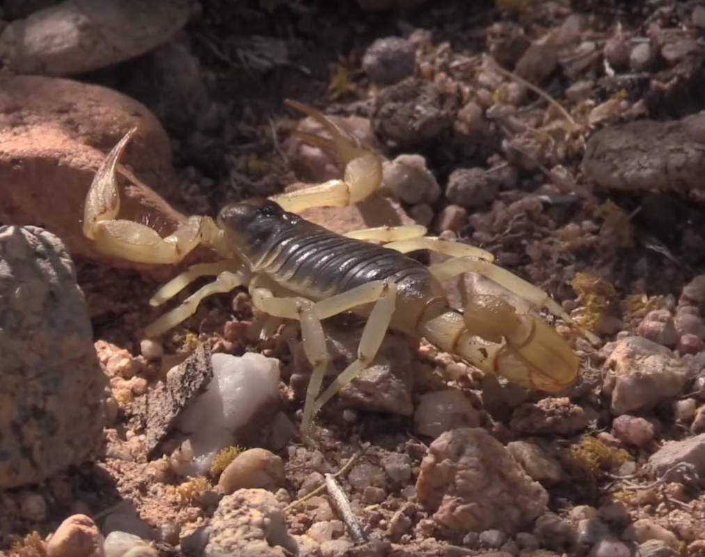 Brazilia este invadata de scorpioni veninosi