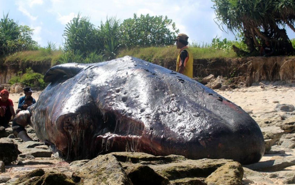 Descoperire socanta in stomacul unei balene moarte