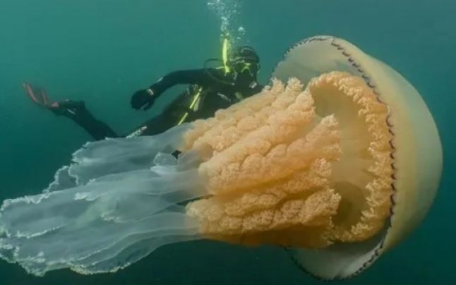 O meduza de dimensiunea unui om, descoperita in largul coastei Cornwall