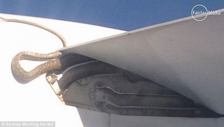 Un piton a calatorit pe aripa unui avion (FOTO, VIDEO)