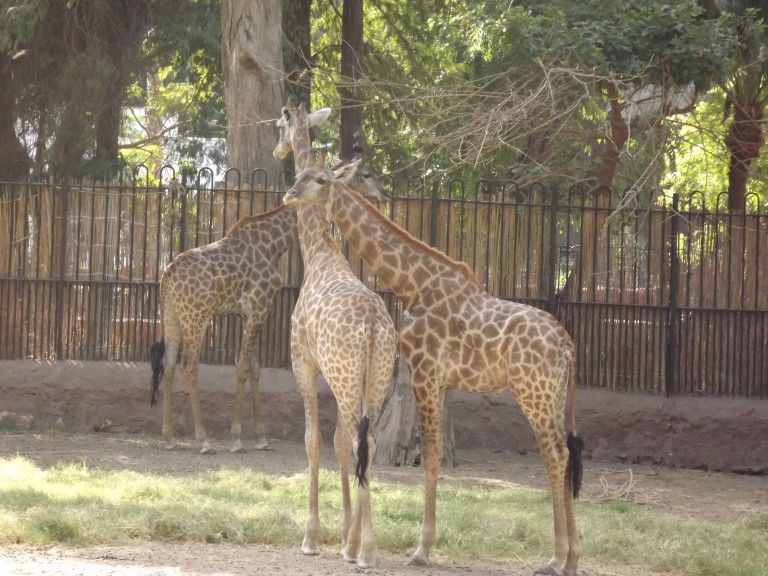 Un pui de girafa s-a sinucis la Zoo