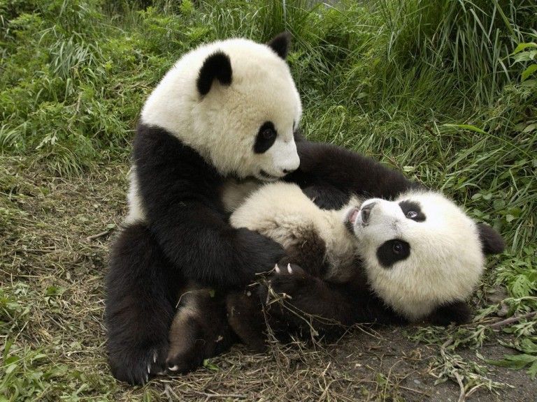 De ce dispare simpaticul ursulet Panda?