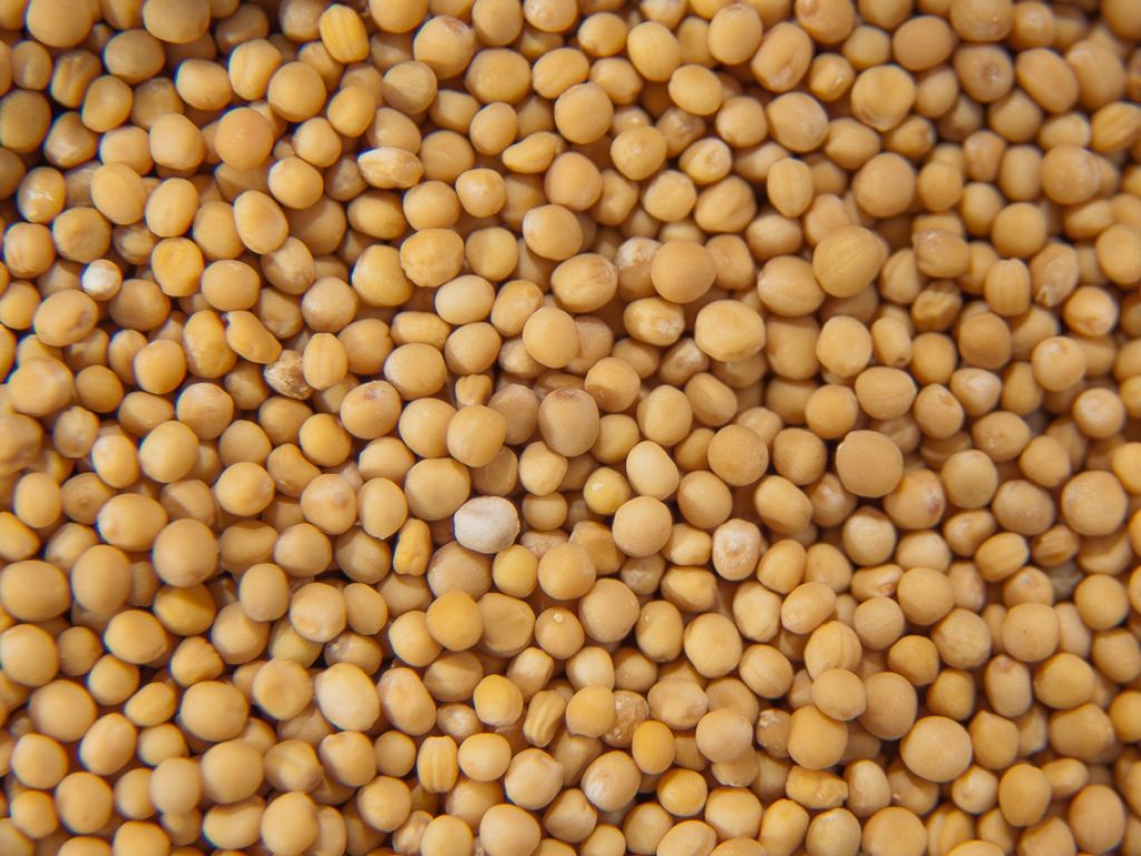Premiera in aviatie: A fost efectuat primul zbor al unui avion cu pasageri alimentat partial cu boabe de mustar