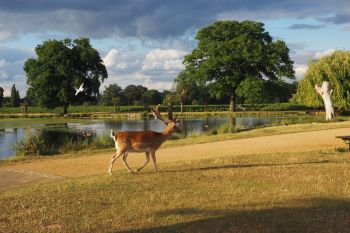 Daca iubiti natura, iata principalul motiv sa vizitati Londra! Lista celor mai frumoase 10 parcuri si gradini regale din care veti pleca cu amintiri de neuitat - foto 9