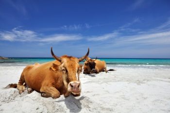 Corsica, o insula incantatoare - foto 2