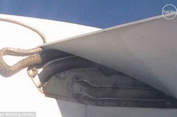 Un piton a calatorit pe aripa unui avion (FOTO, VIDEO)