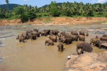 Sri Lanka, o tara plina de bogatii culturale si naturale