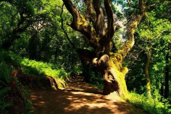 Gradinile pierdute din tinutul Heligan (FOTO) - foto 2