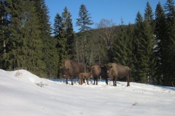 Tot mai multi turisti opteaza pentru vacante in arii protejate