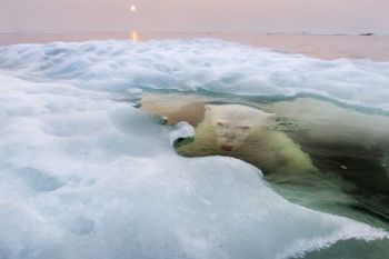 Fotografiile anului 2013