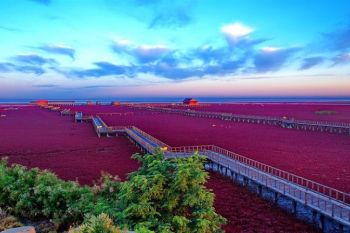 Plaja rosie din nord-estul Chinei (FOTO) - foto 1