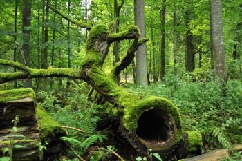 Cele mai frumoase rezervatii naturale din Europa - foto 3