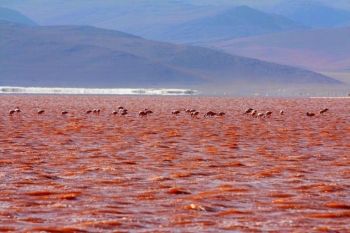 Te-ai scalda in ape atat de colorate? Laguna Rosie, Laguna Verde (FOTO) - foto 2