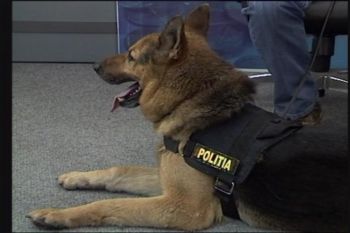 Animalele cu job la aeroport - de la caprele peisagisti, la soimii controlori de trafic