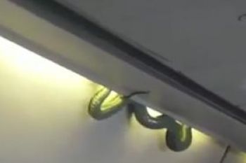 Un sarpe a inspaimantat zeci de pasageri ai unui avion