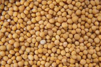 Premiera in aviatie: A fost efectuat primul zbor al unui avion cu pasageri alimentat partial cu boabe de mustar